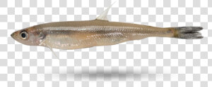 Smelt   Touladi  HD Png Download