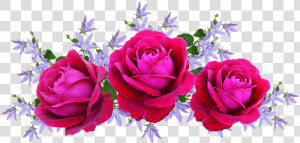 Roses  Red  David Austin  Floral  Arrangement   Arranjo De Rosa Png  Transparent Png