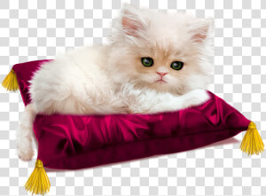 Almofada Para Gatos Dormirem  HD Png Download