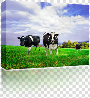 Friesian Holstein Dairy Cows   New Zealand Milk Cow  HD Png Download