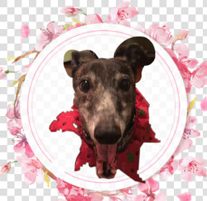  greyhound   Instagram  HD Png Download