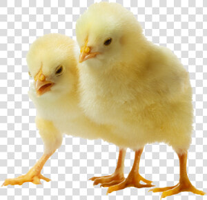 Chick Png Images Transparent Free Download   Chicken Chicks Transparent Background  Png Download