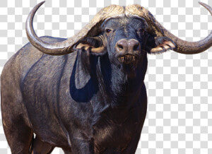 Buffalo Png Transparent Images   Cape Buffalo Transparent Background  Png Download