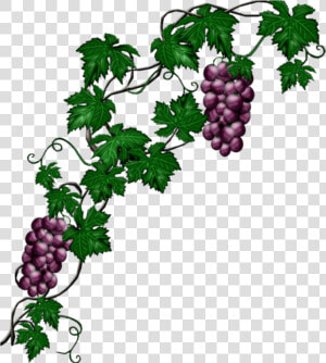  mq  blue  grape  grapes  vine  vines   Grape Vine Png  Transparent Png