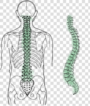 Spinal Cord In Sanskrit Is Called  HD Png Download