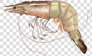 Shrimps Png Photo   White Shrimp  Transparent Png