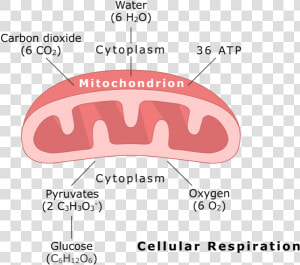 Mitochondrion Undergoing Cellular Respiration Animation  HD Png Download