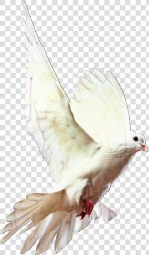 Homing Pigeon Pigeons And Doves Bird Racing Homer Release   Doves Transparent Background  HD Png Download