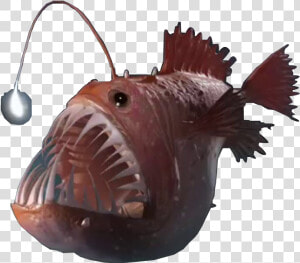 Angler Fish Png   Deep Sea Fish Png  Transparent Png