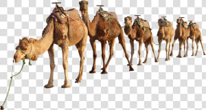 Download Camel Png   Camels Png  Transparent Png