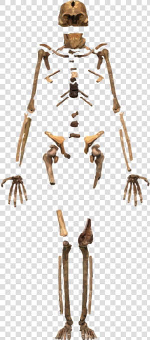 Homo Naledi In The Rising Star Cave System   Arqueologia Imagenes Png  Transparent Png