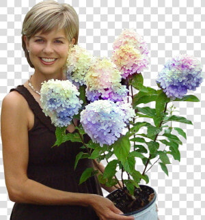 Pam Fast Growing Trees  HD Png Download