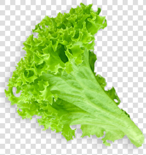 Lettuce Clipart Sliced   Lettuce Leaf Transparent Background  HD Png Download