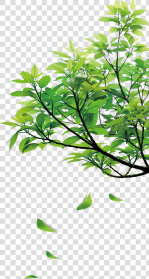 Natural Green Leaves   Green Leaves Clipart Png  Transparent Png