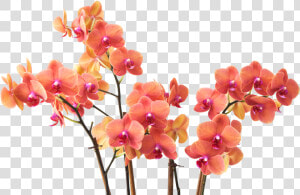 Transparent Flower Branch Png   Small Flowers Branch Png  Png Download