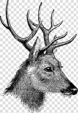 Vintage Deer Head   Head Of Deer Drawing  HD Png Download