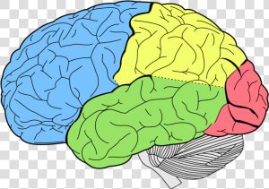 Brain Png High quality Image   Lobes Of The Brain  Transparent Png