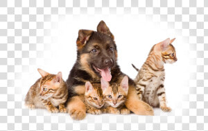 Puppies Dogs And Cats Png  Transparent Png