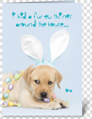 Yellow Labrador Retriever Easter Bunny Greeting Card  HD Png Download