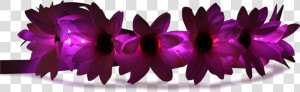 Transparent Flower Crowns Png   Artificial Flower  Png Download