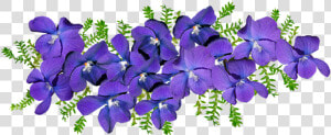 Violets  Flowers  Fern  Arrangement  Fragrant  Perfume   Violets Png  Transparent Png