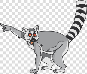 Lemur Clip Art  HD Png Download