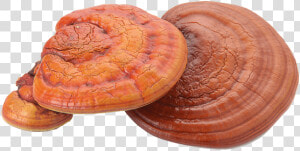 Reishi From China   Reishi Mushroom Extract  HD Png Download