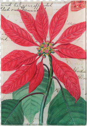 Poinsettia  HD Png Download