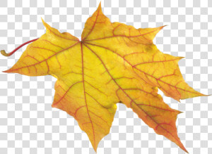 Yellow Autumn Png Leaf   Autumn Leaf Png  Transparent Png