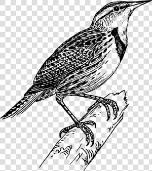 Meadow Lark Clip Arts   Meadowlark Black And White  HD Png Download