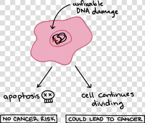 Apoptosis Definition Biology  HD Png Download