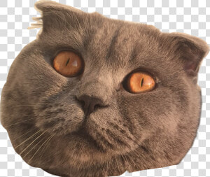 Transparent Cat Eyes Png   British Shorthair  Png Download