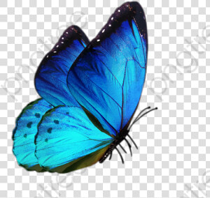 Blue Butterfly Clipart Png   Butterfly Png For Editing  Transparent Png