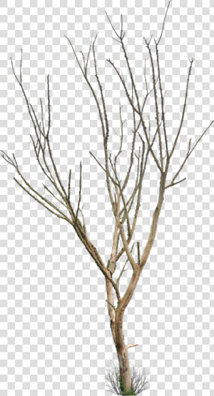 Dead Tree Png   Small Dead Tree Png  Transparent Png