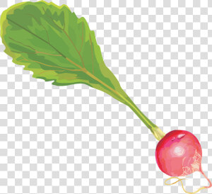 Редис Клипарт   Radish  HD Png Download