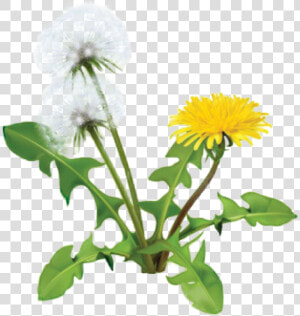 Dandelion Plant   Dandelion Herbs  HD Png Download