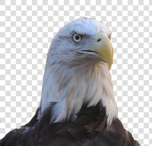 Allegiant Our Female Bald Eagle   Buzzard  HD Png Download