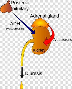 Adh Hormone  HD Png Download