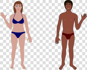 Human  Man  Woman  Bathing Suit  Swimming  Anatomy   Female Human Body Cartoon  HD Png Download