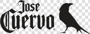 Jose Cuervo Crow Logo  HD Png Download