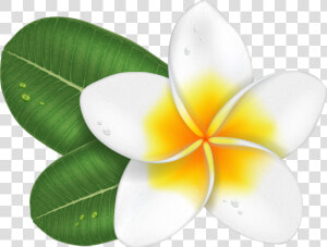 Transprent Png Free Download Plumeria Cartoon    Plumeria Flower Cartoon  Transparent Png