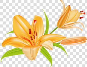 Lily Flower Bouquet Clipart   Tiger Lily Clip Art  HD Png Download