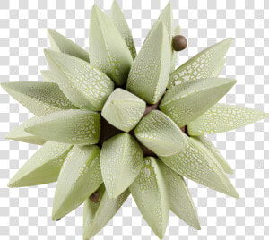 Bromelia  HD Png Download