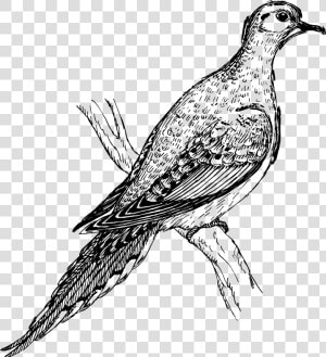 Mourning Dove Drawing  HD Png Download