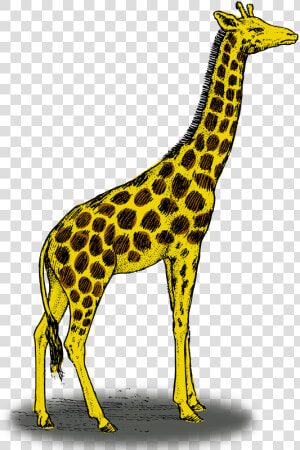 Colored Giraffe   Giraffe Drawing With Colour  HD Png Download