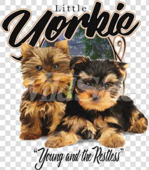 Little Yorkie Young  amp  Restless   Cute Puppies  HD Png Download