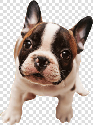 Filhote De Cachorro Png  Transparent Png