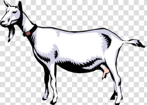 Vector Illustration Of Domestic Billy Goat   Pygmy Goat Life Cycle  HD Png Download