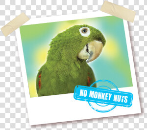 Parakeet  HD Png Download