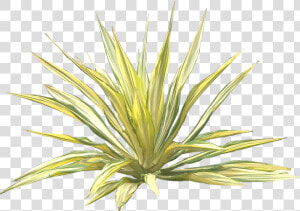 Jual Pohon Agave Varigata Murah   Furcraea Png  Transparent Png